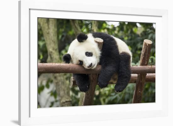 Giant Panda Cub, Chengdu, China-Paul Souders-Framed Photographic Print