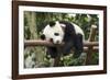 Giant Panda Cub, Chengdu, China-Paul Souders-Framed Photographic Print