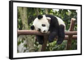 Giant Panda Cub, Chengdu, China-Paul Souders-Framed Photographic Print