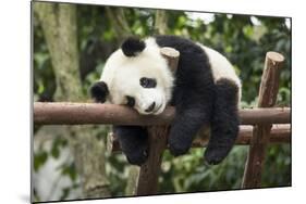 Giant Panda Cub, Chengdu, China-Paul Souders-Mounted Photographic Print