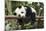 Giant Panda Cub, Chengdu, China-Paul Souders-Mounted Photographic Print