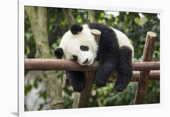 Giant Panda Cub, Chengdu, China-Paul Souders-Framed Photographic Print