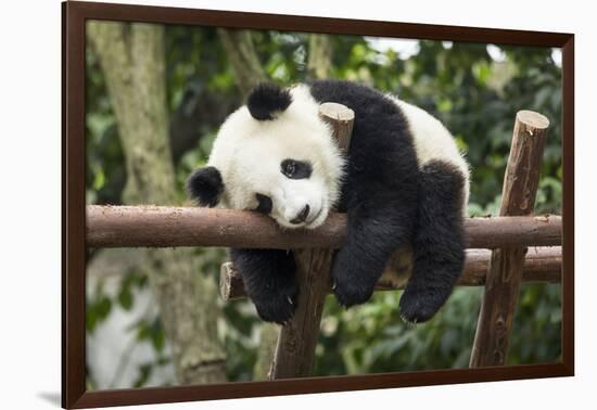 Giant Panda Cub, Chengdu, China-Paul Souders-Framed Photographic Print