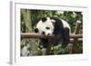 Giant Panda Cub, Chengdu, China-Paul Souders-Framed Photographic Print