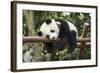 Giant Panda Cub, Chengdu, China-Paul Souders-Framed Photographic Print