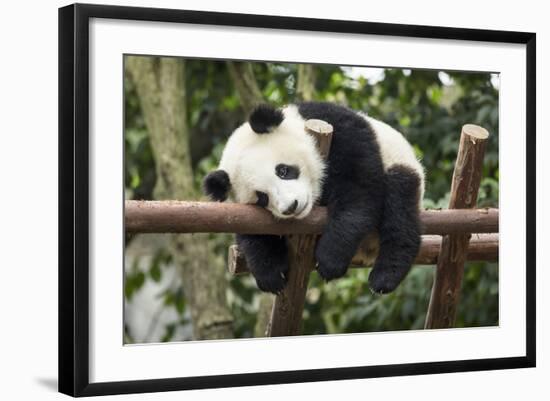 Giant Panda Cub, Chengdu, China-Paul Souders-Framed Photographic Print