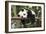Giant Panda Cub, Chengdu, China-Paul Souders-Framed Photographic Print