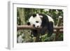 Giant Panda Cub, Chengdu, China-Paul Souders-Framed Photographic Print