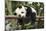 Giant Panda Cub, Chengdu, China-Paul Souders-Mounted Photographic Print