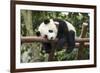 Giant Panda Cub, Chengdu, China-Paul Souders-Framed Photographic Print