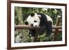 Giant Panda Cub, Chengdu, China-Paul Souders-Framed Photographic Print