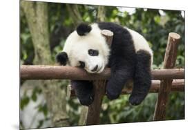 Giant Panda Cub, Chengdu, China-Paul Souders-Mounted Photographic Print