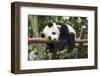 Giant Panda Cub, Chengdu, China-Paul Souders-Framed Photographic Print