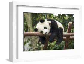 Giant Panda Cub, Chengdu, China-Paul Souders-Framed Photographic Print