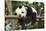 Giant Panda Cub, Chengdu, China-Paul Souders-Stretched Canvas