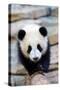 Giant panda cub, Huanlili, walking along a log-Eric Baccega-Stretched Canvas