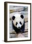 Giant panda cub, Huanlili, walking along a log-Eric Baccega-Framed Photographic Print