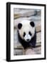 Giant panda cub, Huanlili, walking along a log-Eric Baccega-Framed Photographic Print