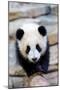 Giant panda cub, Huanlili, walking along a log-Eric Baccega-Mounted Photographic Print