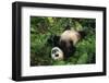 Giant Panda Cub Rolling on Forest Floor-DLILLC-Framed Photographic Print