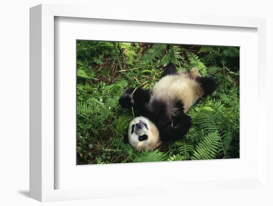 Giant Panda Cub Rolling on Forest Floor-DLILLC-Framed Photographic Print