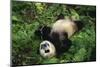 Giant Panda Cub Rolling on Forest Floor-DLILLC-Mounted Photographic Print