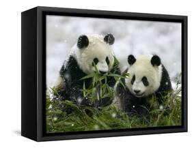Giant Panda Cubs in Snowfall-Keren Su-Framed Stretched Canvas