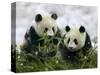 Giant Panda Cubs in Snowfall-Keren Su-Stretched Canvas