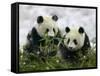 Giant Panda Cubs in Snowfall-Keren Su-Framed Stretched Canvas