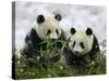 Giant Panda Cubs in Snowfall-Keren Su-Stretched Canvas