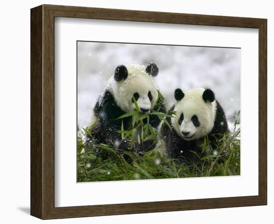 Giant Panda Cubs in Snowfall-Keren Su-Framed Photographic Print