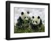 Giant Panda Cubs in Snowfall-Keren Su-Framed Photographic Print