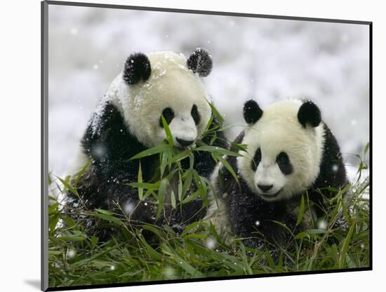 Giant Panda Cubs in Snowfall-Keren Su-Mounted Photographic Print