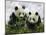 Giant Panda Cubs in Snowfall-Keren Su-Mounted Photographic Print