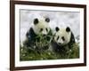 Giant Panda Cubs in Snowfall-Keren Su-Framed Photographic Print