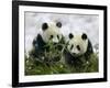 Giant Panda Cubs in Snowfall-Keren Su-Framed Photographic Print