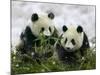 Giant Panda Cubs in Snowfall-Keren Su-Mounted Photographic Print