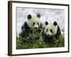 Giant Panda Cubs in Snowfall-Keren Su-Framed Photographic Print