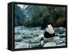 Giant Panda Eating Bamboo by the River, Wolong Panda Reserve, Sichuan, China-Keren Su-Framed Stretched Canvas