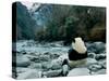 Giant Panda Eating Bamboo by the River, Wolong Panda Reserve, Sichuan, China-Keren Su-Stretched Canvas