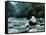 Giant Panda Eating Bamboo by the River, Wolong Panda Reserve, Sichuan, China-Keren Su-Framed Stretched Canvas