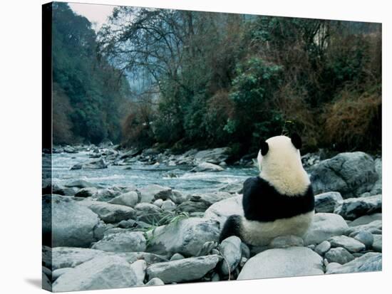 Giant Panda Eating Bamboo by the River, Wolong Panda Reserve, Sichuan, China-Keren Su-Stretched Canvas