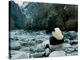 Giant Panda Eating Bamboo by the River, Wolong Panda Reserve, Sichuan, China-Keren Su-Stretched Canvas