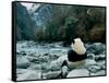 Giant Panda Eating Bamboo by the River, Wolong Panda Reserve, Sichuan, China-Keren Su-Framed Stretched Canvas