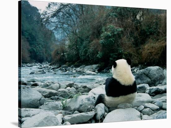 Giant Panda Eating Bamboo by the River, Wolong Panda Reserve, Sichuan, China-Keren Su-Stretched Canvas