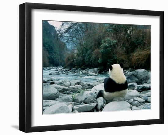 Giant Panda Eating Bamboo by the River, Wolong Panda Reserve, Sichuan, China-Keren Su-Framed Premium Photographic Print