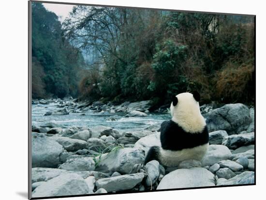 Giant Panda Eating Bamboo by the River, Wolong Panda Reserve, Sichuan, China-Keren Su-Mounted Premium Photographic Print
