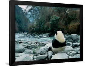 Giant Panda Eating Bamboo by the River, Wolong Panda Reserve, Sichuan, China-Keren Su-Framed Premium Photographic Print