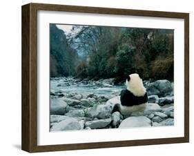 Giant Panda Eating Bamboo by the River, Wolong Panda Reserve, Sichuan, China-Keren Su-Framed Photographic Print