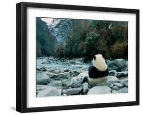 Giant Panda Eating Bamboo by the River, Wolong Panda Reserve, Sichuan, China-Keren Su-Framed Photographic Print